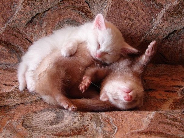 Спать вместе всегда теплее