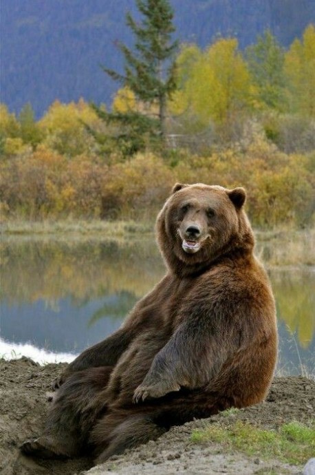 Когда хочется просто расслaбиться и побыть медвeдем