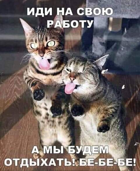 - Кот, сегодня твоя очередь идти на работу..  - В смысле?!..