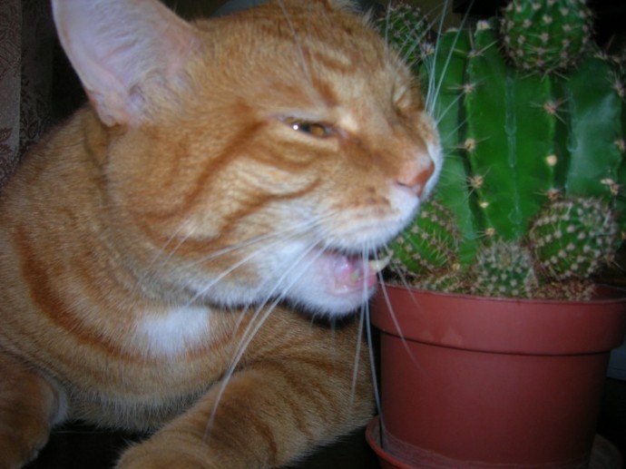 Прежде чем напасть на новогоднюю ель, коты упорно и самоотверженно тренируются на кактусах!
