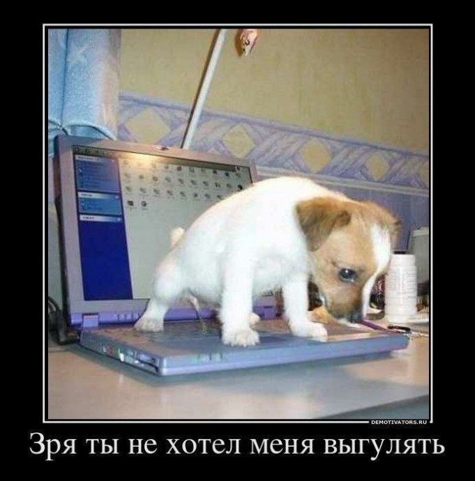 Образ собаки в демотиваторах