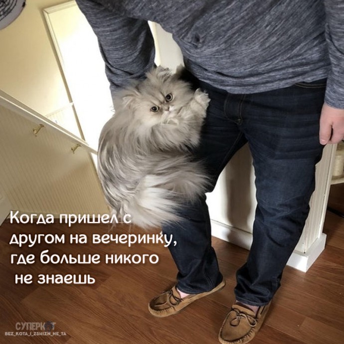 Котики похожи на нас больше, чем кажется!