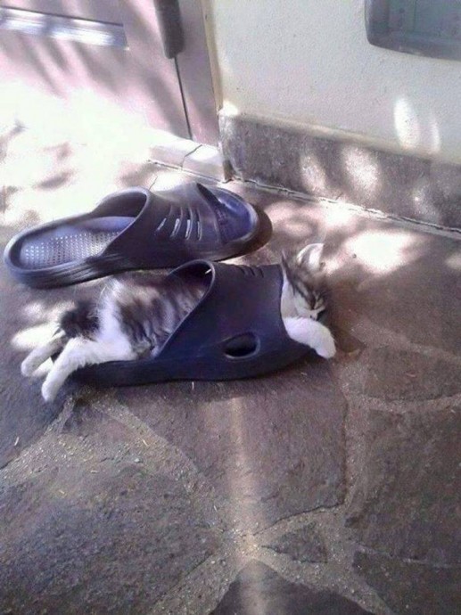 Котики, которые везде могут устроится с максимальным комфортом