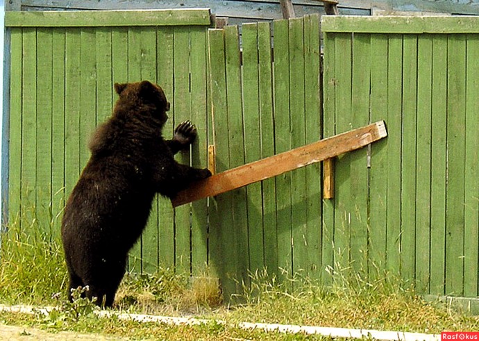 Сова, открывай! Медведь пришел!