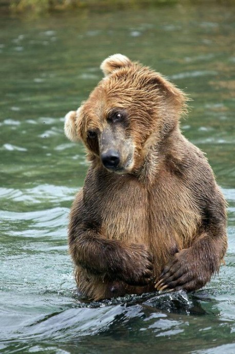 Когда хочется просто расслaбиться и побыть медвeдем