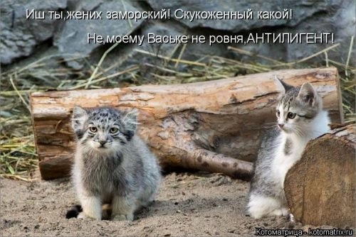 Котоматрица