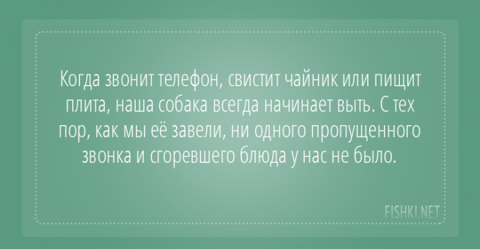 Пользователи интернета поделились забавными историями, которые произошли с их собаками Пользователи интернета поделились забавными историями, которые произошли с их собаками