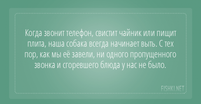 Пользователи интернета поделились забавными историями, которые произошли с их собаками