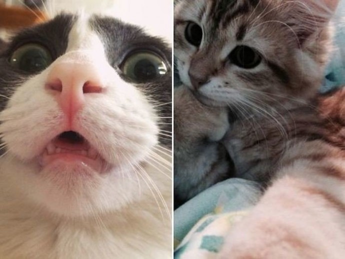 Кошки, которые взламывали пароль