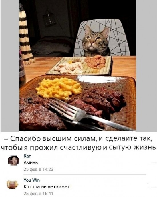 Подборка фотографий котов и кошек со смешными надписями