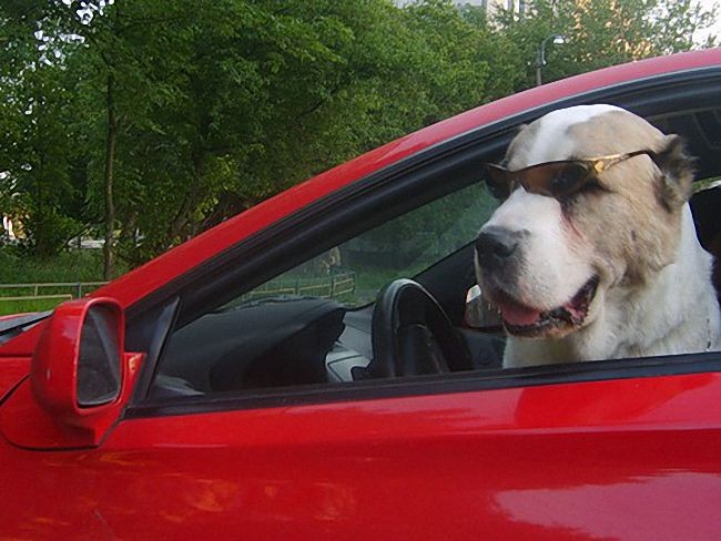 Собаки тоже лихо управляют авто
