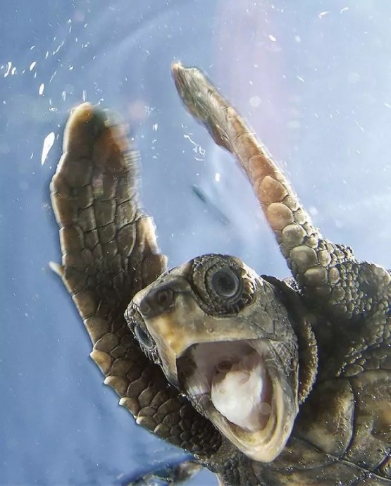Забавные фотографии черепах, поднимающие настроение