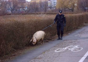 А мы такие все смешные и заводные и крутые.