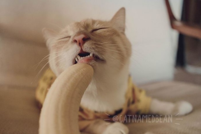 Этот котик очень любит бананы и не стесняется выглядеть странно