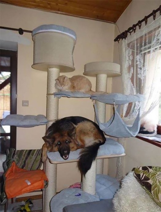 Извечное противостояние собак и котов за самое удобное место в доме