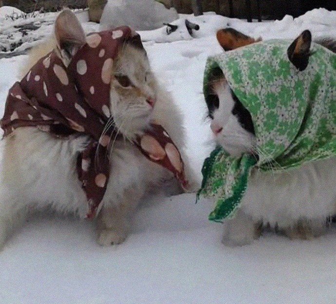 Кошки выглядят как милые маленькие бабушки!