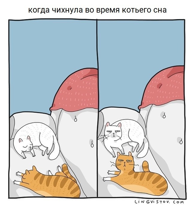 Типичная жизнь с котом