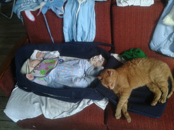 Мафия уснула, мирные коты просыпаются и дышат =)