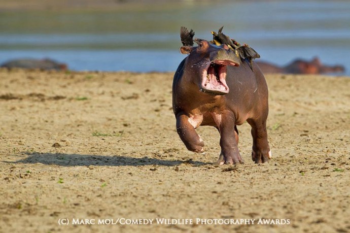 Смешные фотографии из мира животных