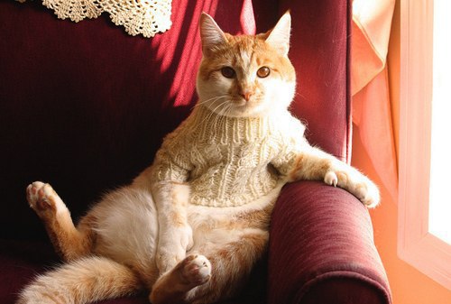 Я уеду жить в свитер