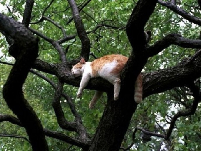 Кошка — древесный житель