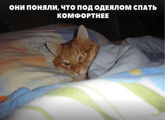 Некоторые доказательства того, что наши коты медленно превращаются в людей)