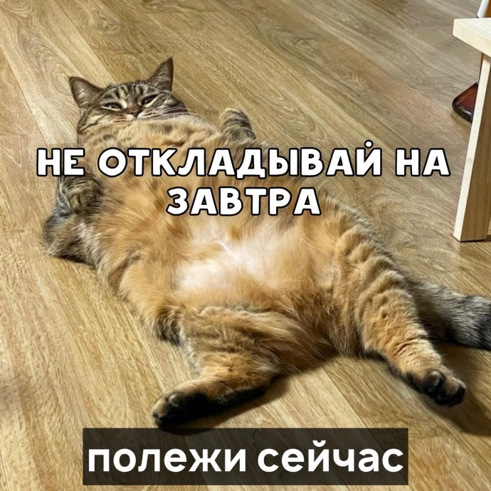 Пословицы от котика