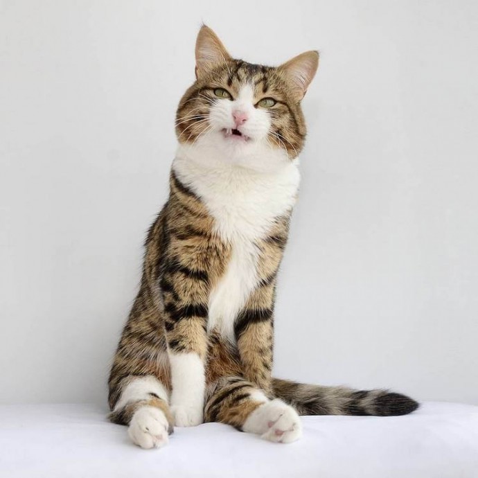 Рекси — самая фотогеничная и эмоциональная кошка