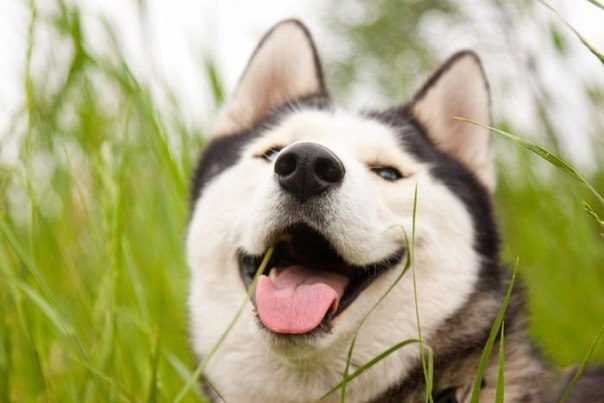 Собаки, которые знают, как надо улыбаться.