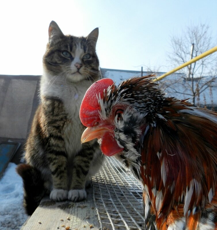 Кот и петух фото. Кот петух и собака. Кот петух и собака. Кошка и петух. Кот петух и собака.