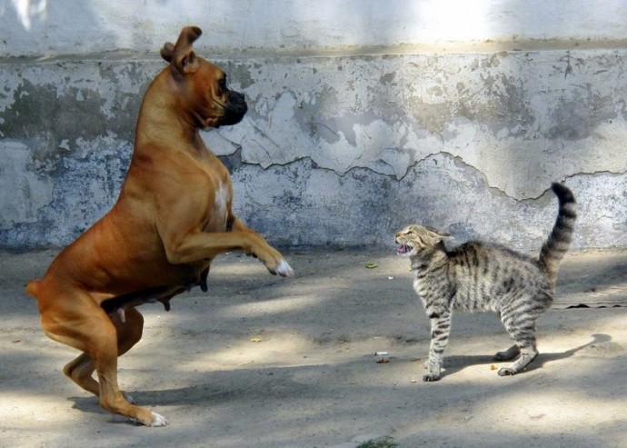 Фотоподборка забавных кошек и собак — поднимите себе настроение!
