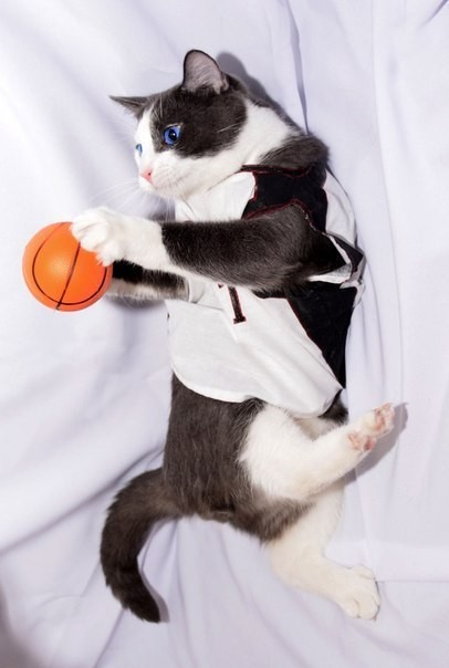 Кот достигает успеха в баскетболе