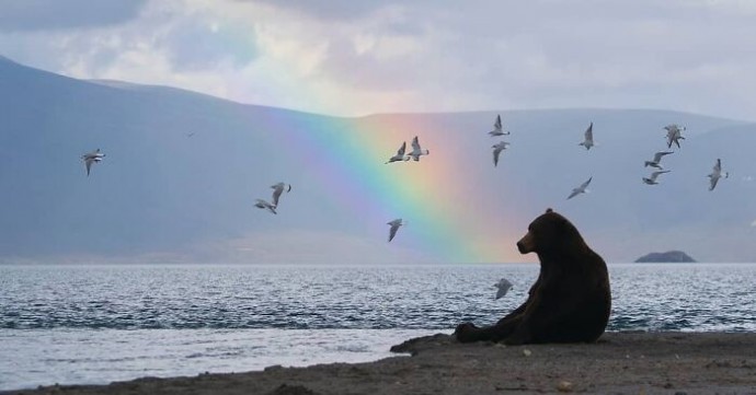 Эти медведи точно познали смысл жизни...