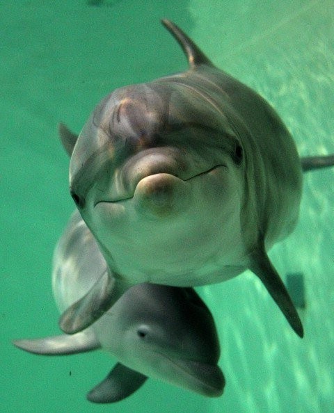 Улыбка дельфина - чудо!