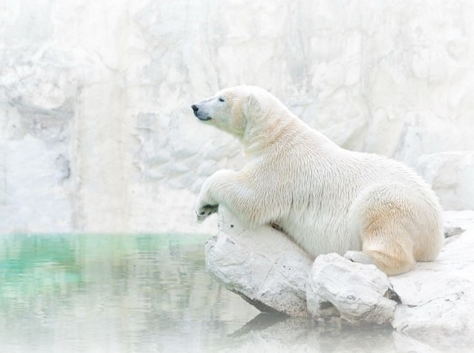 Забавные снимки National Geographic