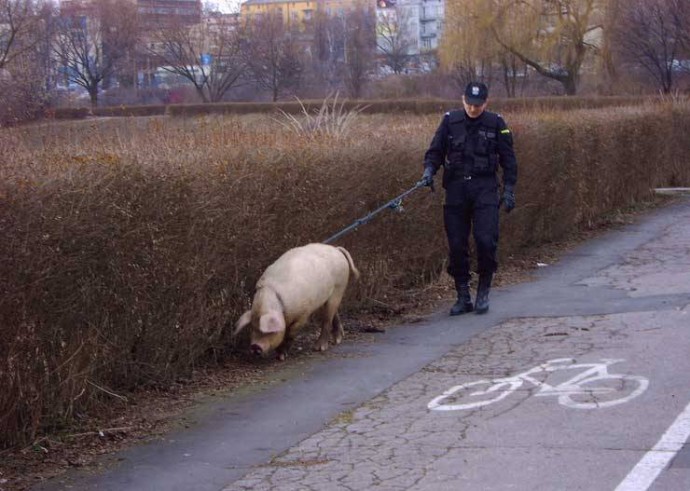 Главное в фотографии поймать нужный момент