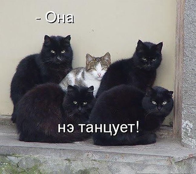 Котопост