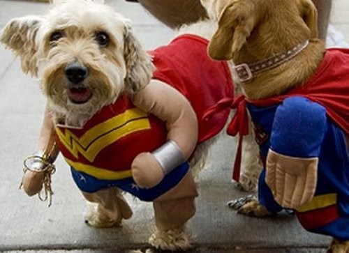 Очаровательные собаки, мечтающие стать супергероями