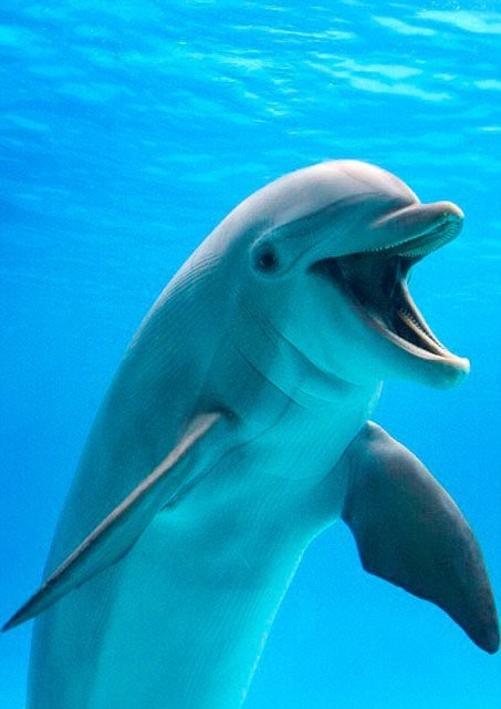 Улыбка дельфина - чудо!