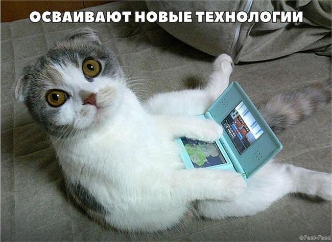 Некоторые доказательства того, что наши коты медленно превращаются в людей) Некоторые доказательства того, что наши коты медленно превращаются в людей)