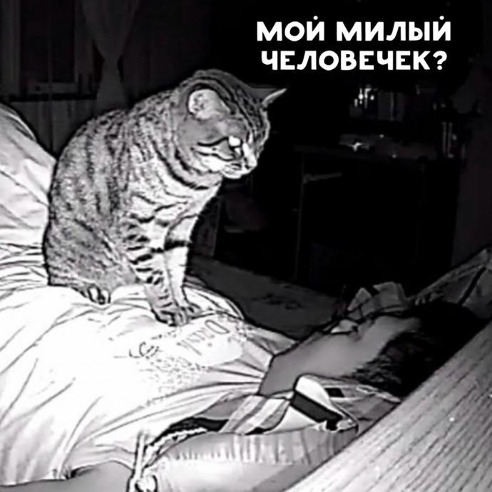 Ночные похождения кота