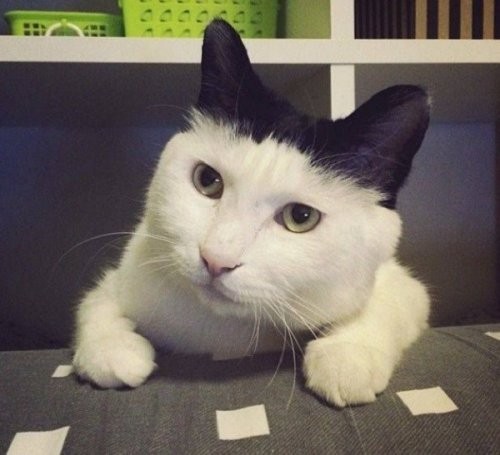 Смешные кошки с необычными ушами)