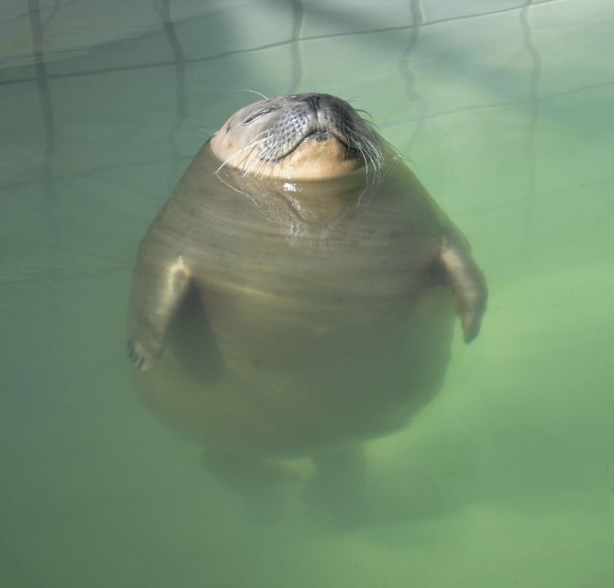 Тюлени на отдыхе