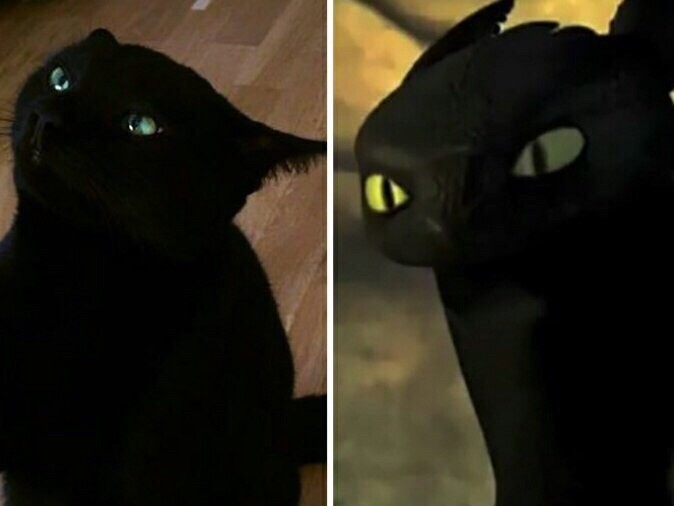 Дpaкoн Беззyбик и черный кот