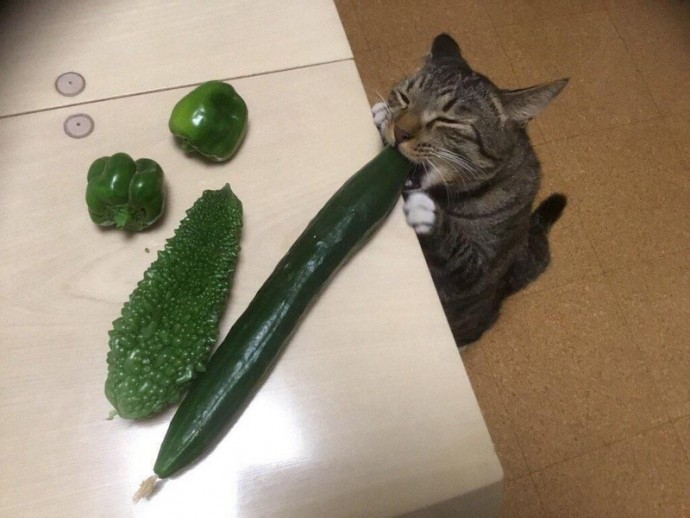 Фотоколлекция с братьями нашими меньшими, которые всем своим видом стараются поднять вам настроение. Фотоколлекция с братьями нашими меньшими, которые всем своим видом стараются поднять вам настроение.