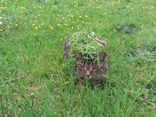 Кошки-партизанки, которые за всеми следят