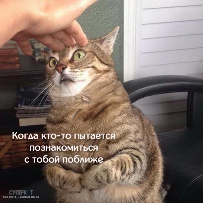 Котики похожи на нас больше, чем кажется!