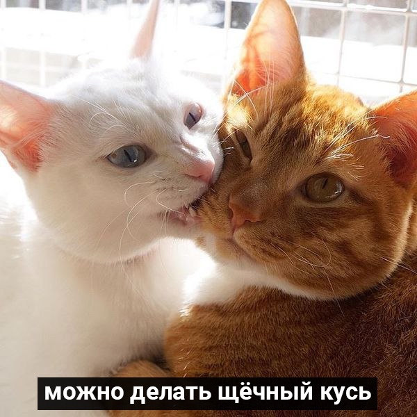 Плюсы пухлых щёчек