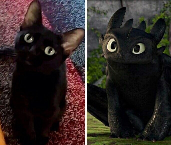 Дpaкoн Беззyбик и черный кот
