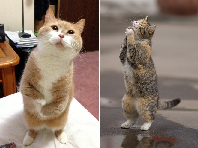 Смешные котики, которые умеют стоять на задних лапках